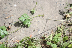 Diplacodes trivialis