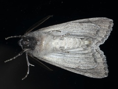 Chlenias banksiaria