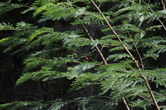 Lonchura atricapilla