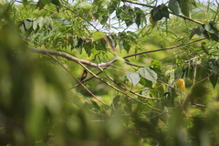 Lonchura atricapilla