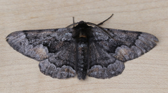 Phaeoura mexicanaria
