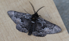 Phaeoura mexicanaria