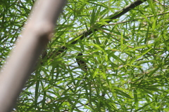 Lonchura atricapilla