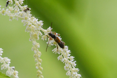 Molorchus longicollis