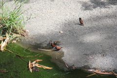Lonchura atricapilla