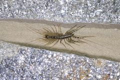 Thereuonema tuberculata