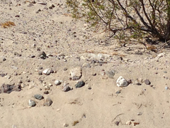 Dipsosaurus dorsalis dorsalis