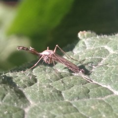 Culex pipiens