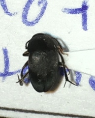 Prionochaeta opaca