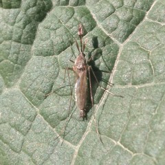 Culex pipiens
