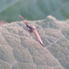 Culex pipiens