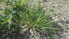 Cleistogenes squarrosa