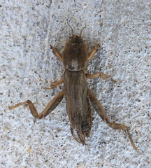 Neoscapteriscus vicinus