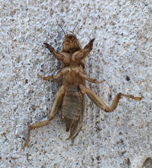 Neoscapteriscus vicinus