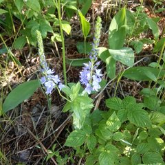 Veronica teucrium