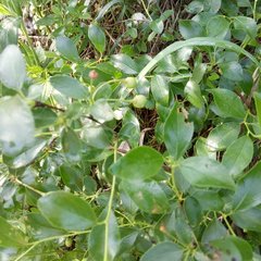 Magnoliopsida