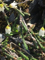 Cassiope lycopodioides