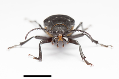 Prionus nakamurai
