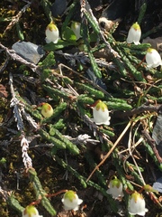 Cassiope lycopodioides