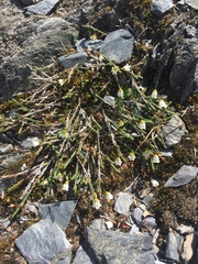 Cassiope lycopodioides