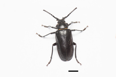Prionus nakamurai