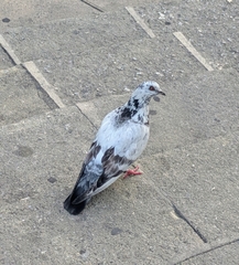 Columba livia domestica
