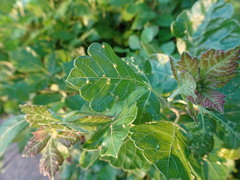 Rhus aromatica serotina