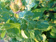 Rhus aromatica serotina
