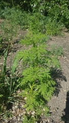 Artemisia annua