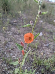 Sphaeralcea emoryi