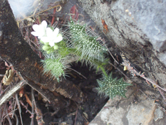Cnidoscolus angustidens