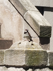 Passer domesticus