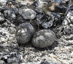 Chordeiles acutipennis