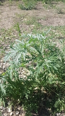Artemisia sieversiana