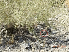 Chordeiles acutipennis