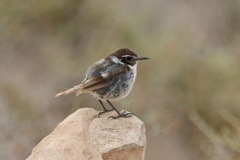 Saxicola dacotiae