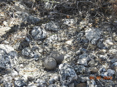 Chordeiles acutipennis