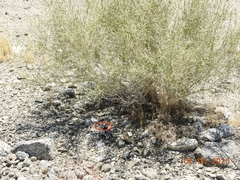 Chordeiles acutipennis