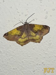 Antepione thisoaria