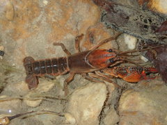 Lacunicambarus acanthura