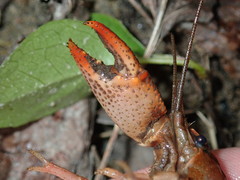 Lacunicambarus acanthura