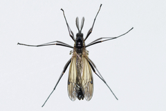 Ctenophorinae