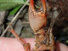 Lacunicambarus acanthura