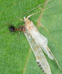 Nectopsyche exquisita