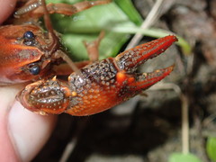 Lacunicambarus acanthura