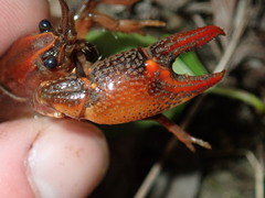 Lacunicambarus acanthura