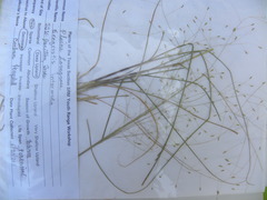 Eragrostis intermedia