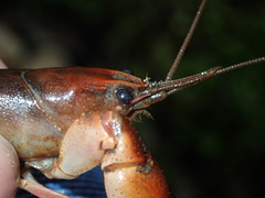 Lacunicambarus acanthura