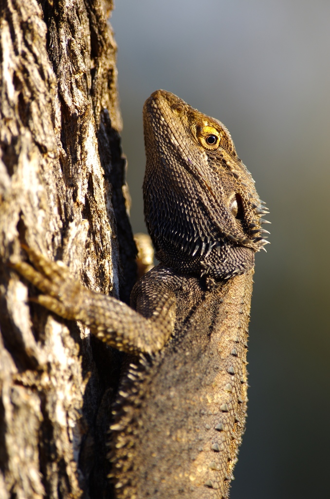 Eastern bearded dragon - Wikipedia