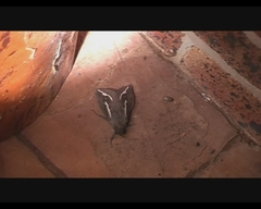 Abantiades atripalpis